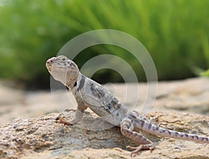 Eastern collared lizard sunbathing on rock