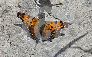 Eastern comma butterfly