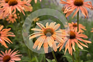 Eastern coneflower Echinacea purpurea Now Cheesier, yellow-orange flower