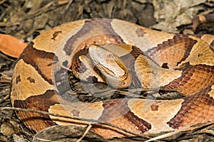 Eastern Copperhead Snake in North Carolina - Agkistrodon contortrix