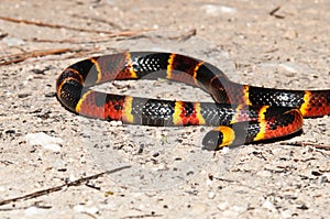 Eastern Coral Snake