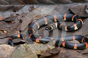 Eastern coral snake