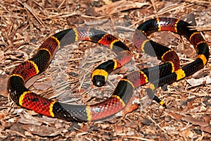 Eastern Coral Snake (Micrurus fulvius)