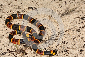 Eastern Coral Snake photo
