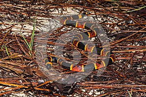 Eastern Coral Snake photo