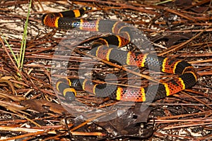 Eastern Coral Snake photo