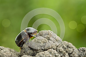 Eastern corn beetle crawling on a tree on a green background