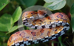 Eastern Corn Snake