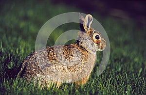 Eastern Cottontail  49065