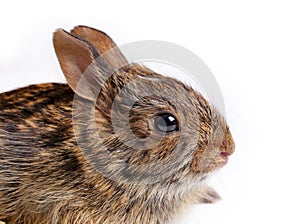 Eastern Cottontail baby rabbit.