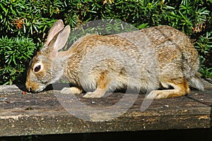 Eastern Cottontail On Bench - Sylvilagus floridanus - In Sunlight