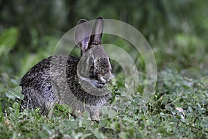 Eastern Cottontail Bunny Rabbit eating