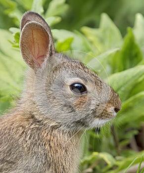 Eastern Cottontail Bunny Rabbit Sylvilagus Floridanus