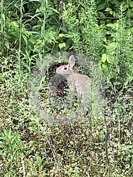 Eastern Cottontail Bunny Rabbit - Sylvilagus floridanus in the Weeds