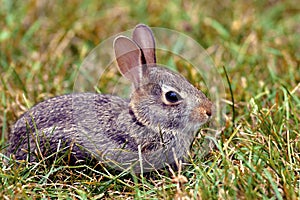 Eastern Cottontail Immature  605045