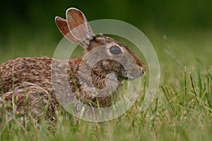 Eastern cottontail rabbit