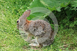 Eastern Cottontail rabbit.