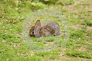 Eastern Cottontail rabbit.