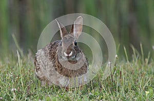 Eastern Cottontail Rabbit