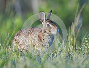 Eastern Cottontail Rabbit