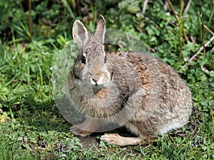 Eastern Cottontail Rabbit