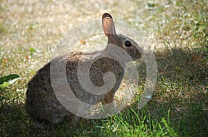 Eastern Cottontail Rabbit