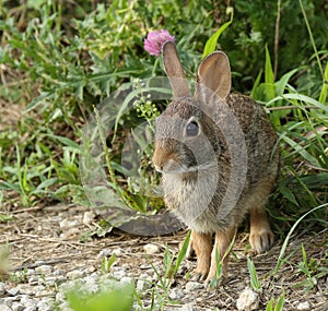 Eastern Cottontail Rabbit