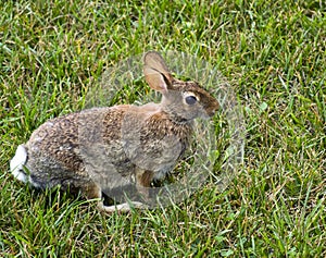 Eastern Cottontail Rabbit