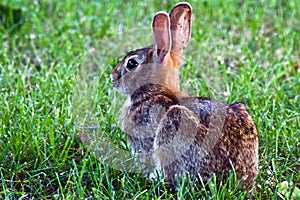 Eastern Cottontail Rabbit