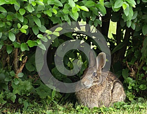 Eastern Cottontail Rabbit