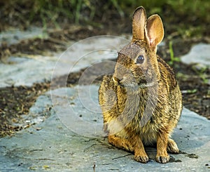 Eastern Cottontail Rabbit