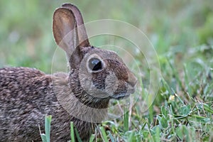 Eastern Cottontail Rabbit closeup in the grass on a summer morning