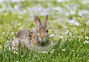 Eastern Cottontail Rabbit in Clover