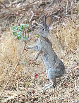 Eastern Cottontail Rabbit Eating Pacific Poison Oak.