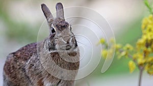 Eastern Cottontail Rabbit facing camera moving mouth yellow flower