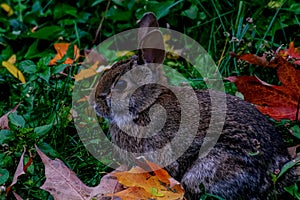 Eastern Cottontail Rabbit in Fall