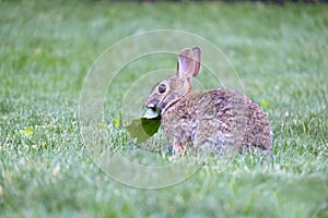 A Eastern Cottontail Rabbit Feeding on a Maple Leaf in a Backyard