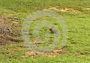 Eastern Cottontail Rabbit In A Field