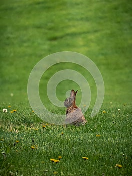 Eastern Cottontail Rabbit in Field with Dandelions