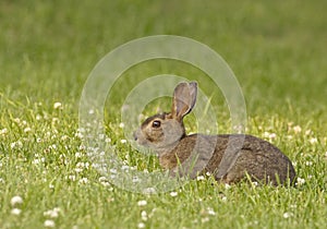 Eastern cottontail rabbit in grass and clover