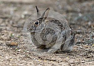 Eastern cottontail rabbit on the ground at the La Lomita Bird and Wildlife Photography Ranch in Texas.