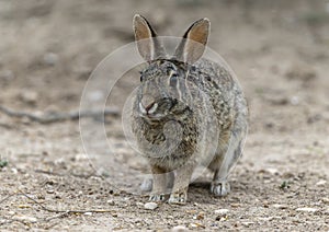 Eastern cottontail rabbit on the ground at the La Lomita Bird and Wildlife Photography Ranch in Texas.