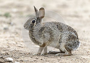 Eastern cottontail rabbit on the ground at the La Lomita Bird and Wildlife Photography Ranch in Texas.