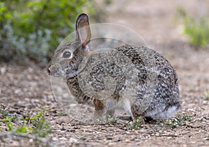 Eastern cottontail rabbit on the ground at the La Lomita Bird and Wildlife Photography Ranch in Texas.
