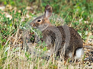 Eastern Cottontail Rabbit Kit