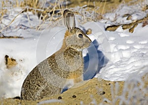 Eastern Cottontail Rabbit near snowy burrow