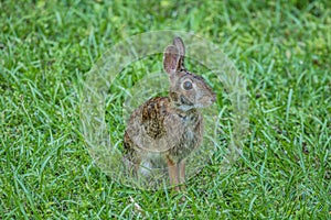 Eastern cottontail rabbit outdoors