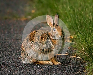 Eastern cottontail rabbit in a path