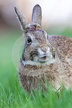 Eastern Cottontail Rabbit portrait in grass