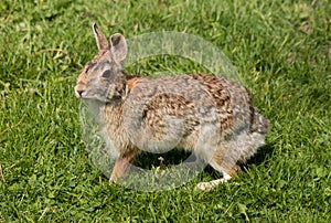 Eastern Cottontail Rabbit Posing on Grass